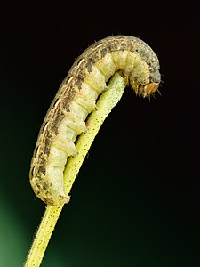 Large yellow underwing caterpillar, by Iifar