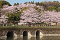 見頃の桜（2011年4月）