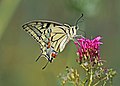 Old World swallowtail (Papilio machaon) tribe Papilionini