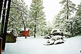 Bosque boreal, Sierra de Juárez, Baja California