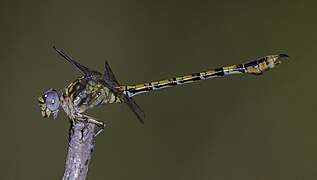 Male rock hooktail; side view