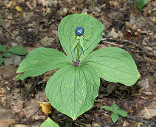 Une parisette à quatre feuilles (Paris quadrifolia), liliacée des sous-bois frais sur sol calcaire. (définition réelle 4 200 × 3 400)