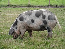 Sows typically have 12–14 nipples.