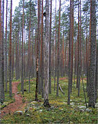 Le Parc national de Pyhä-Häkki.