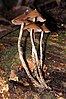 Psilocybe yungensis mushrooms