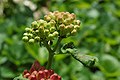 Undeveloped flower buds are light green.