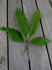 Leaves