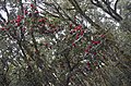 Rododendro en Pauri Uttrakhand, na India