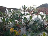 Квітуча сиза верба (Salix glauca)