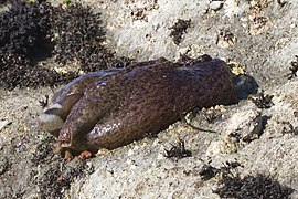 Морской заяц Aplysia californica.