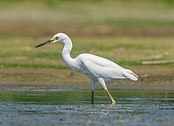 Snowy egret hunting in Queens, New York
