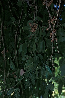 Tetrastigma pubinerve