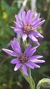 Symphyotrichum concolor