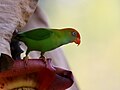 Sri Lanka hanging parrot at Sinharaja Forest Reserve, Sri Lanka