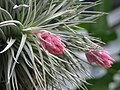 Tillandsia oaxacana