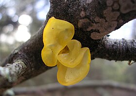 Tremella mesenterica com Peniophora hospedeiro.