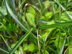 V. ornithogali sur Gagea villosa