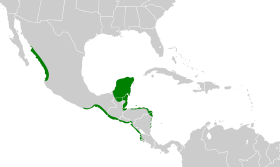 Distribución geográfica del vireo de manglar.