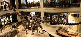 Диплодок (Diplodocus)