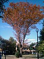 Autumn colour, November, Saitama Prefecture, Japan
