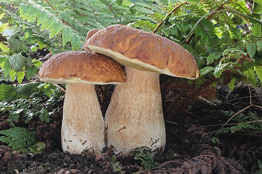 Два права вргња (лат. Boletus edulis) у шуми у близини града Ербах у савезној држави Баден-Виртемберг, Њемачка