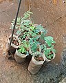 Senegalia catechu plantlings
