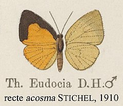 Description de l'image Acosma as eudocia inStaudinger1888.jpg.