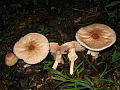 !!Agaricus.placomyces!!