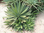 Agave horrida