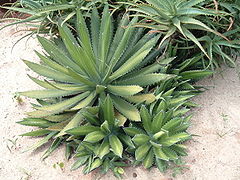 Agave lophantha