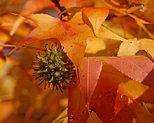 Liquidambar