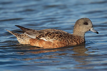 American wigeon, by Mdf