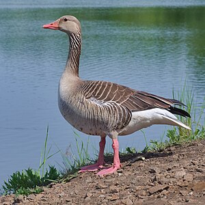 동부회색기러기 (A. a. rubrirostris)