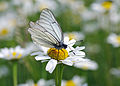 Aporia crataegi