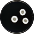 Penicillium inflatus growing on CYA plate