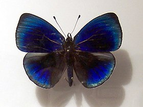 Vista dorsal