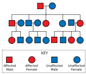 Diagram showing a father carrying the gene and an unaffected mother, leading to some of their offspring being affected; those affected are also shown with some affected offspring; those unaffected have no affected offspring