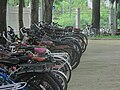 Bicycles parked at the MLC