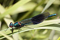 Red eyes of juvenile male