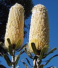 Banksia sceptrum flower spikes