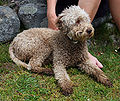 lagotto rouanné