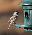 Image 48Black-capped chickadee at a feeder in Green-Wood Cemetery