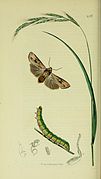 Illustration from John Curtis's British Entomology Volume 5