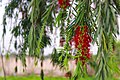 Callistemon বোটলব্রাশ