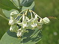 Calotropis gigantea