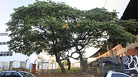 Cecropia polystachya entre BORA, GMU e IA da unicamp, Campinas (SP)