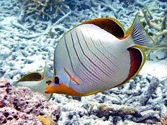 Un poisson-papillon à tête jaune (Chaetodon xanthocephalus)