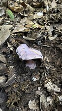 Cortinarius