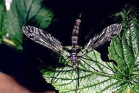 Vaaksiainen (Tipulidae sp.)