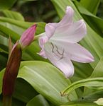 Fönsterkrinum (Crinum moorei)